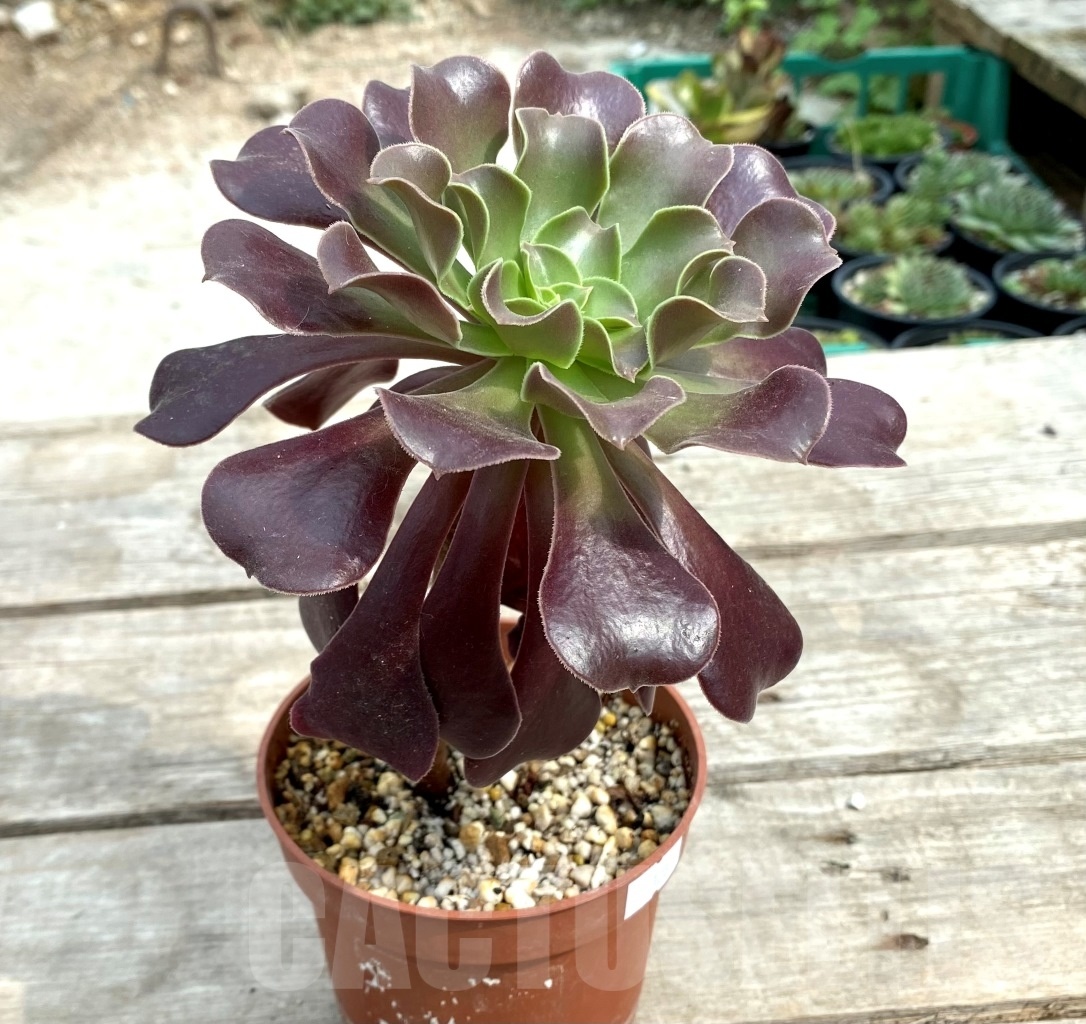 SHPR12835 Aeonium 'Velour' – Bild 2