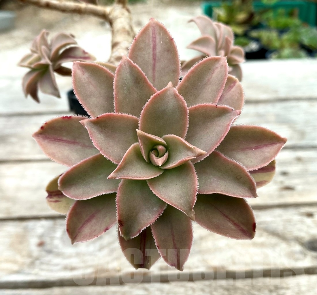 SHPR12836 Aeonium leucoblepharum