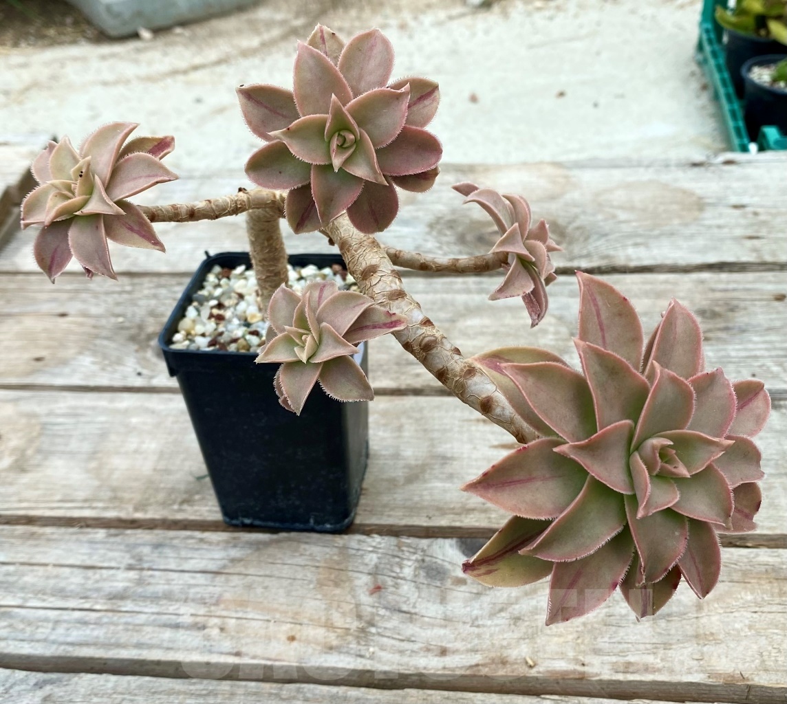 SHPR12836 Aeonium leucoblepharum - 画像 (2)