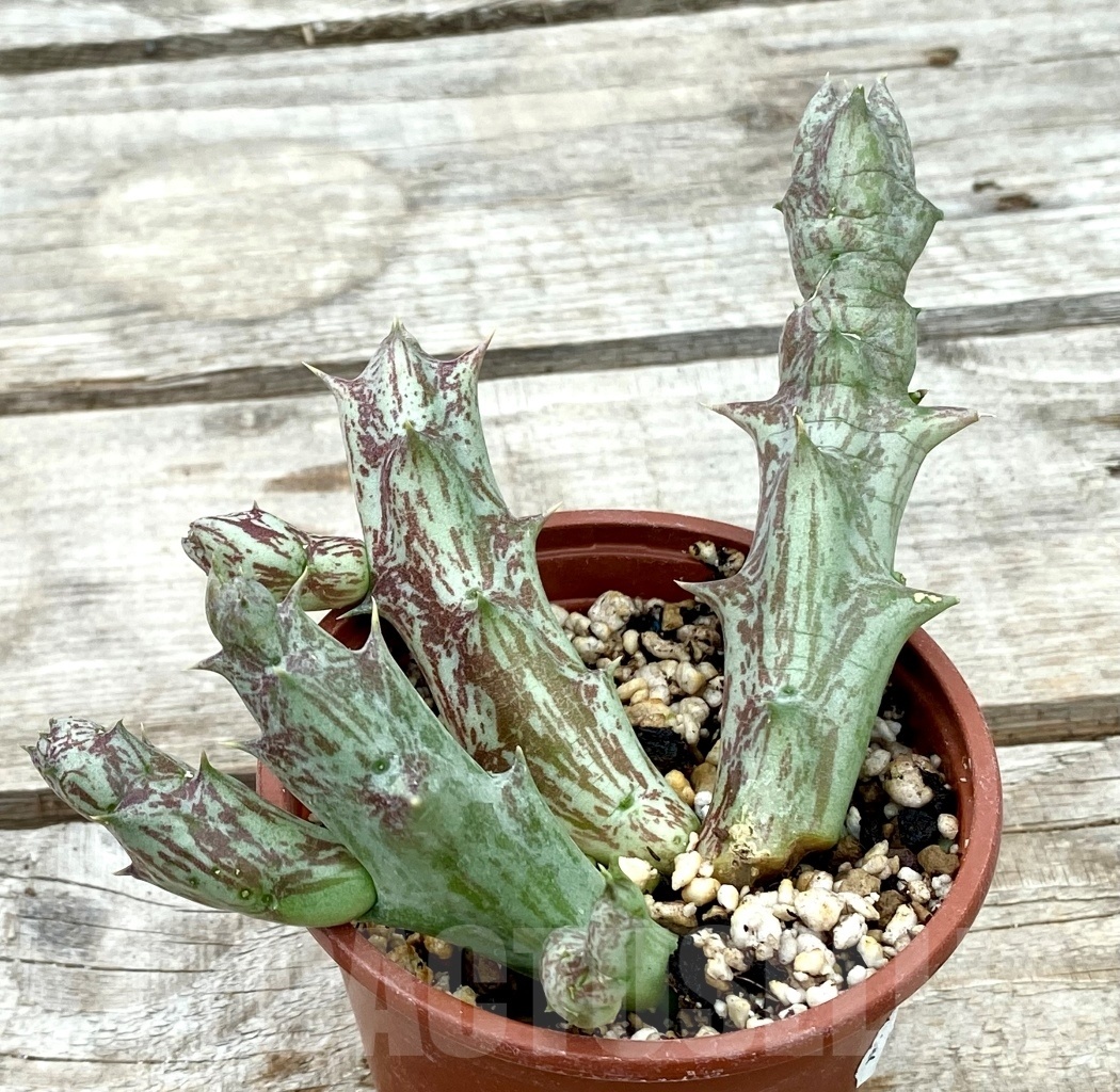 SHPR12837 Orbea decaisneana