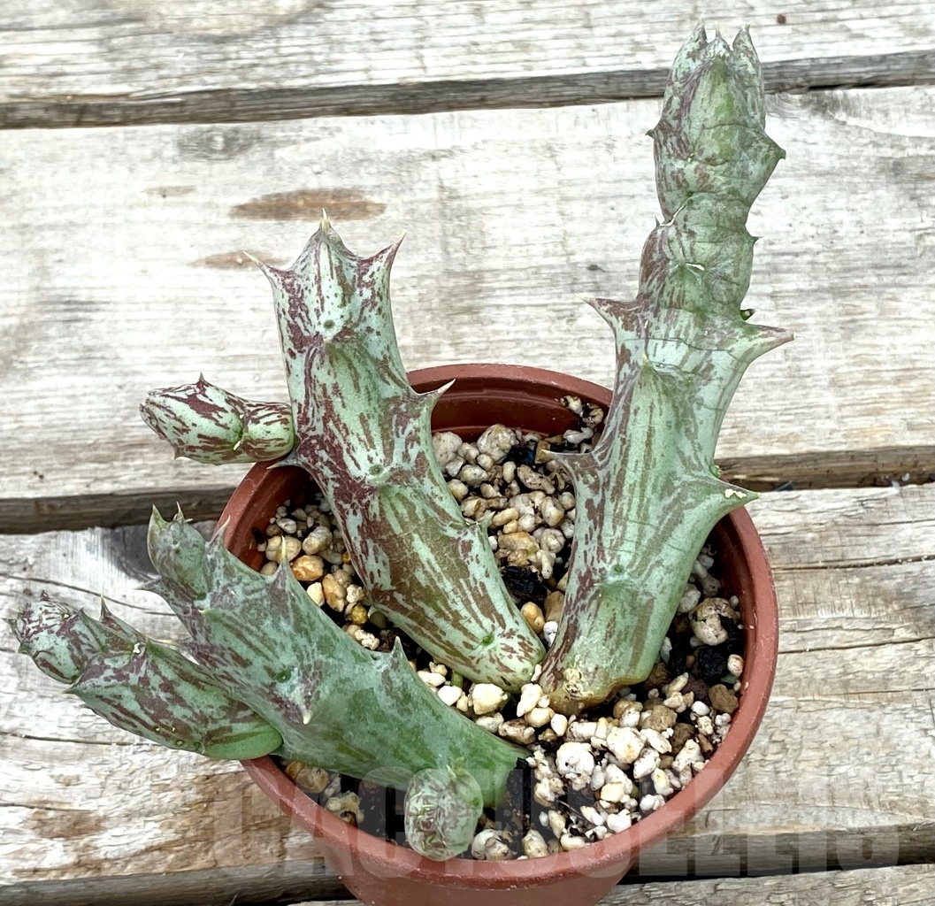 SHPR12837 Orbea decaisneana - 画像 (2)