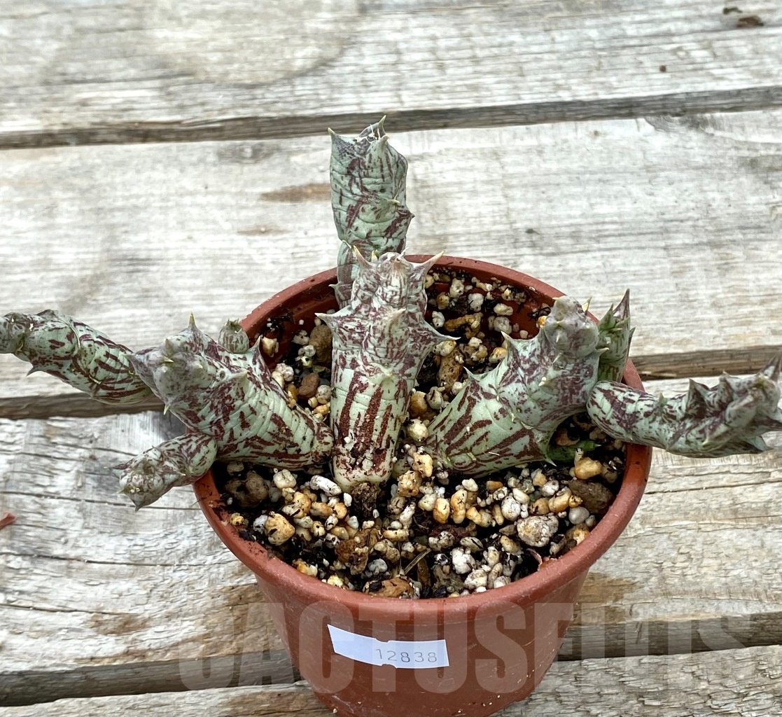 SHPR12838 Orbea decaisneana - 画像 (2)