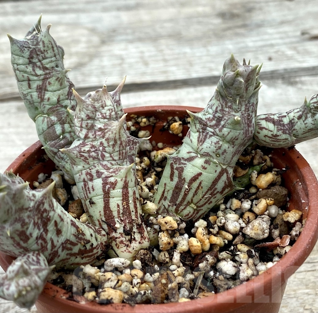 SHPR12838 Orbea decaisneana