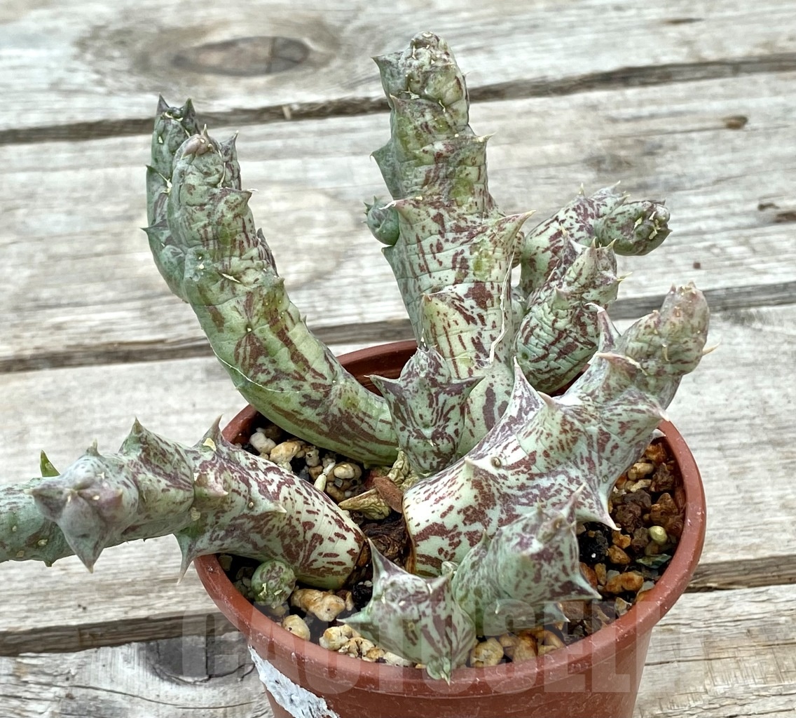 SHPR12839 Orbea decaisneana