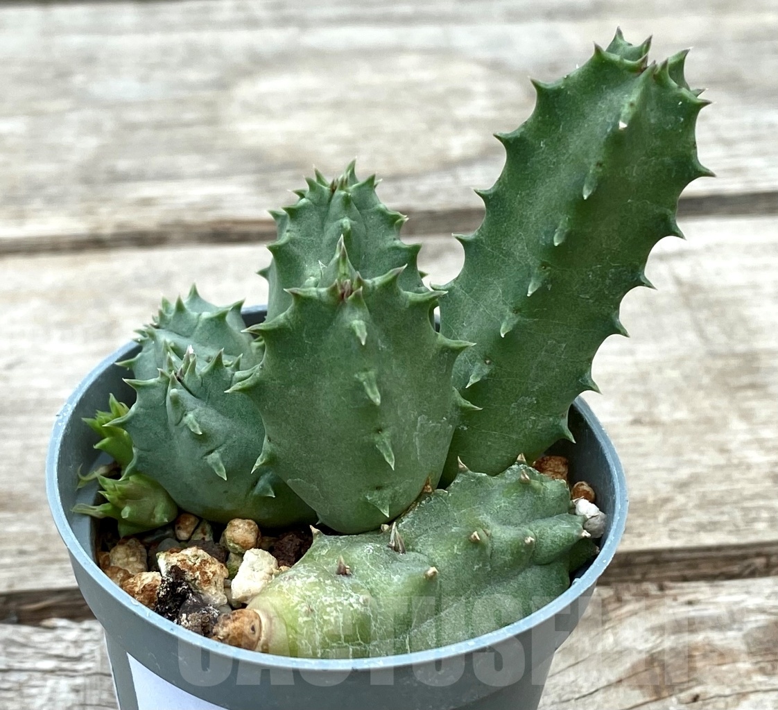 SHPR12840 Huernia piersii