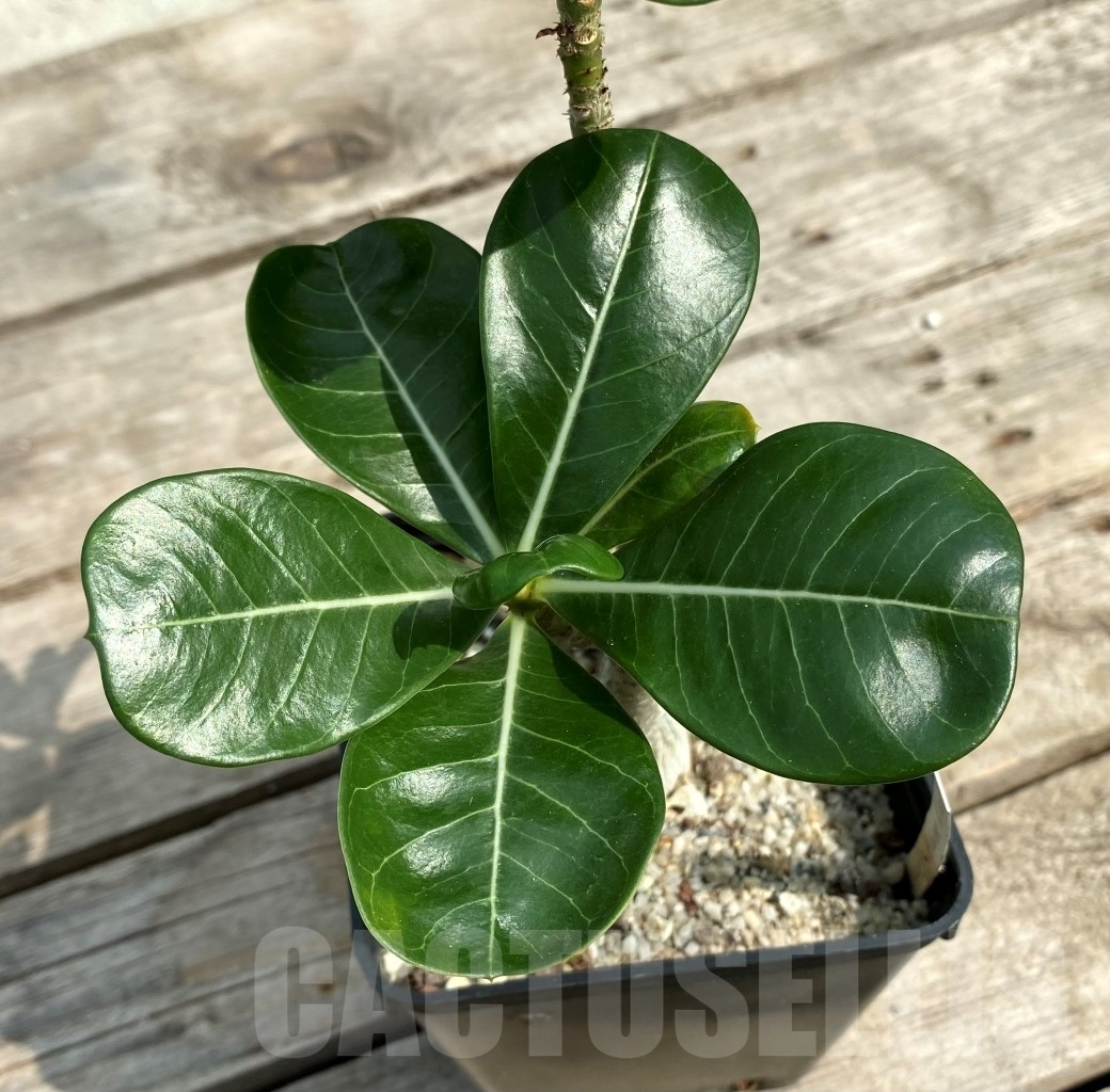 SHPR12846 Adenium obesum 'Black Fire'