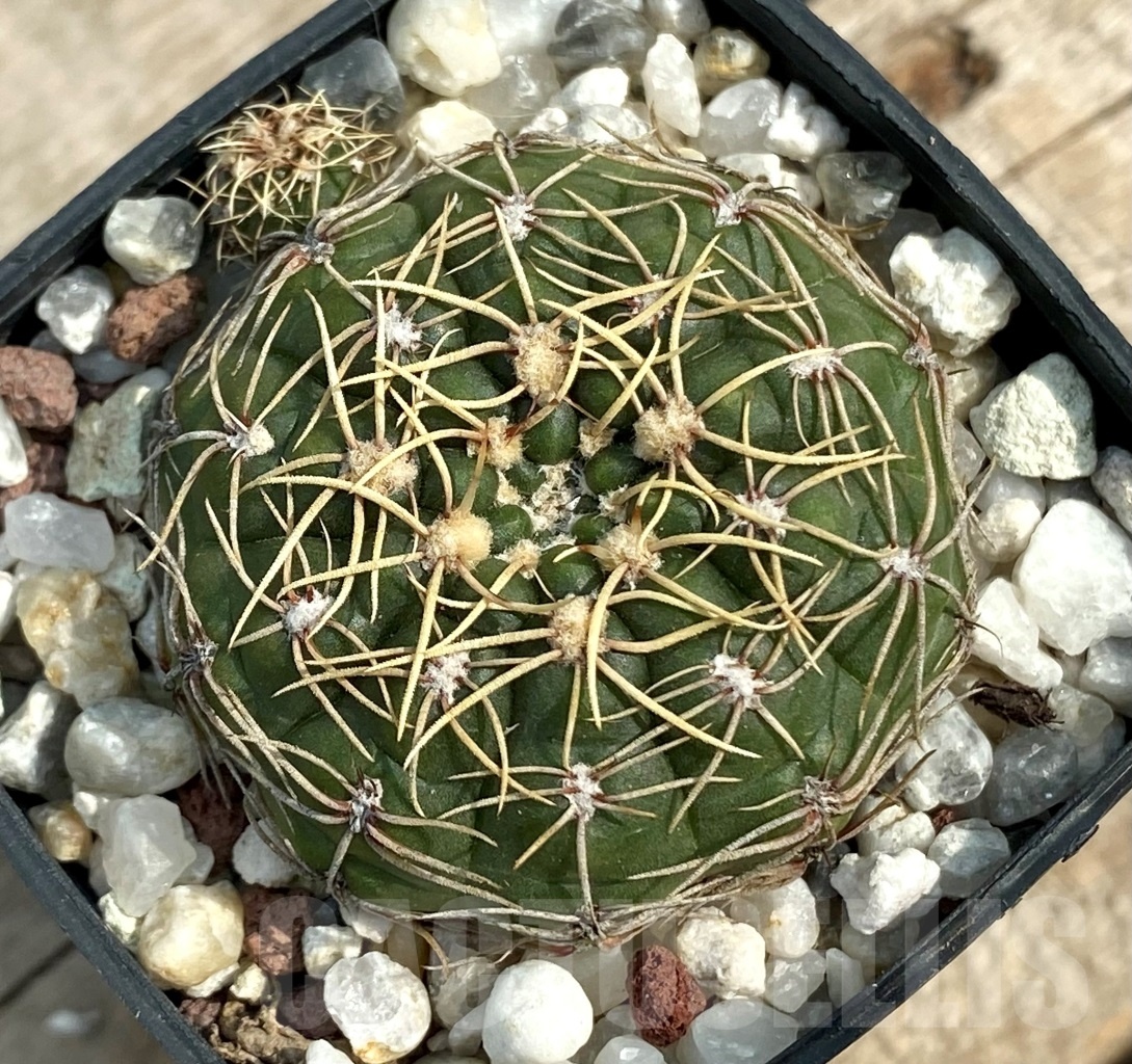SHPR12849 Gymnocalycium guerkeanum