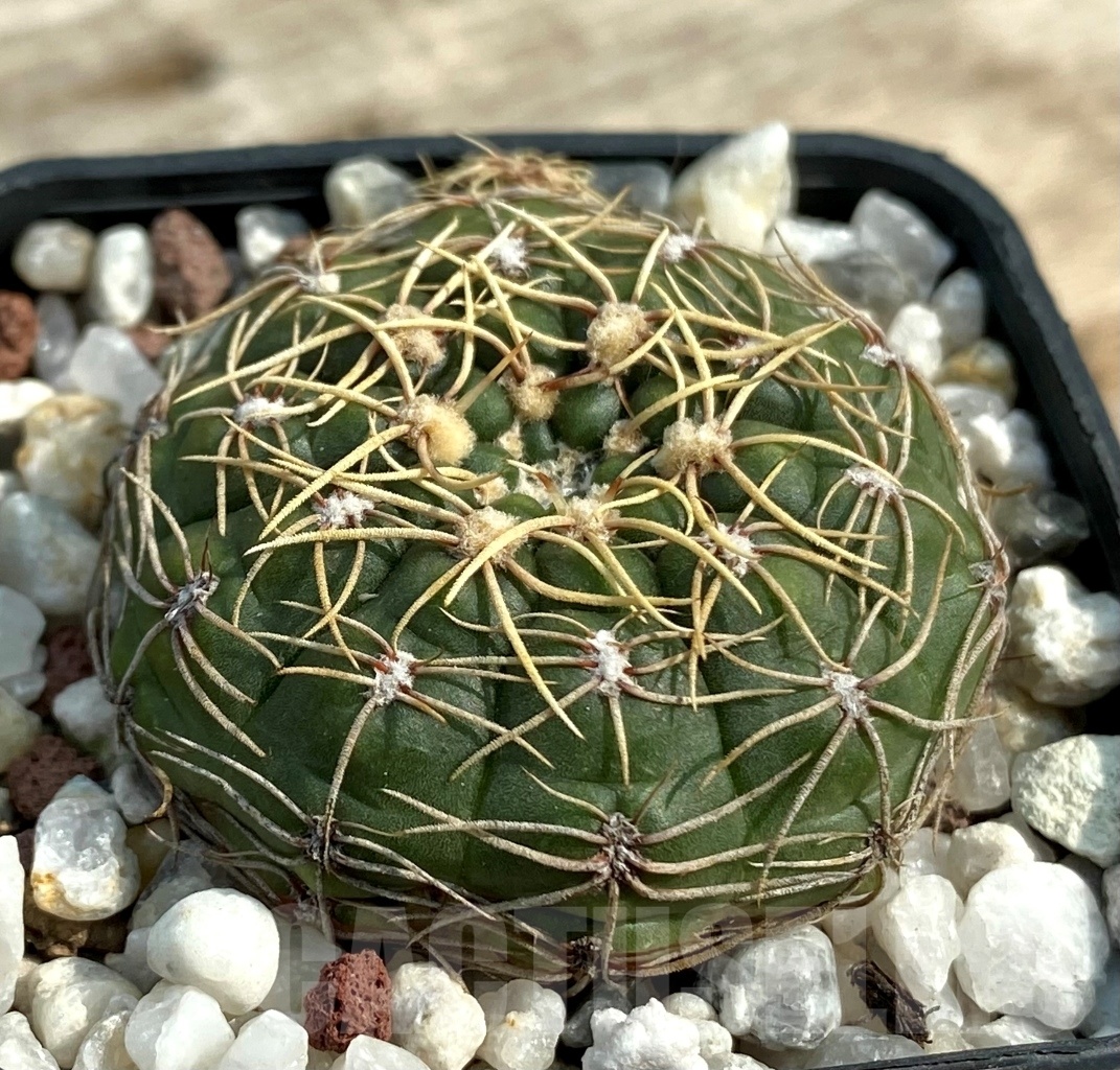 SHPR12849 Gymnocalycium guerkeanum - Image 2