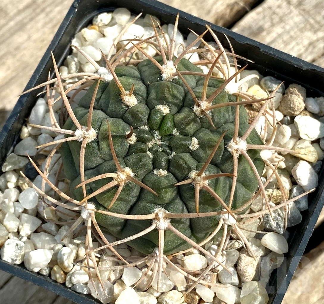 SHPR12850 Gymnocalycium catamarcense ssp. acinacispinum orange FL