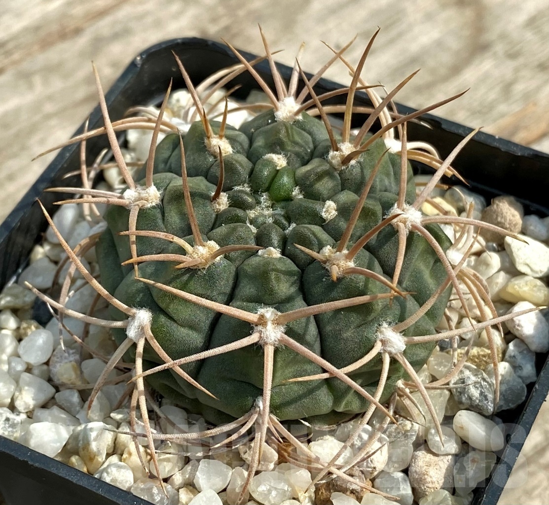 SHPR12850 Gymnocalycium catamarcense ssp. acinacispinum orange FL – Image 2