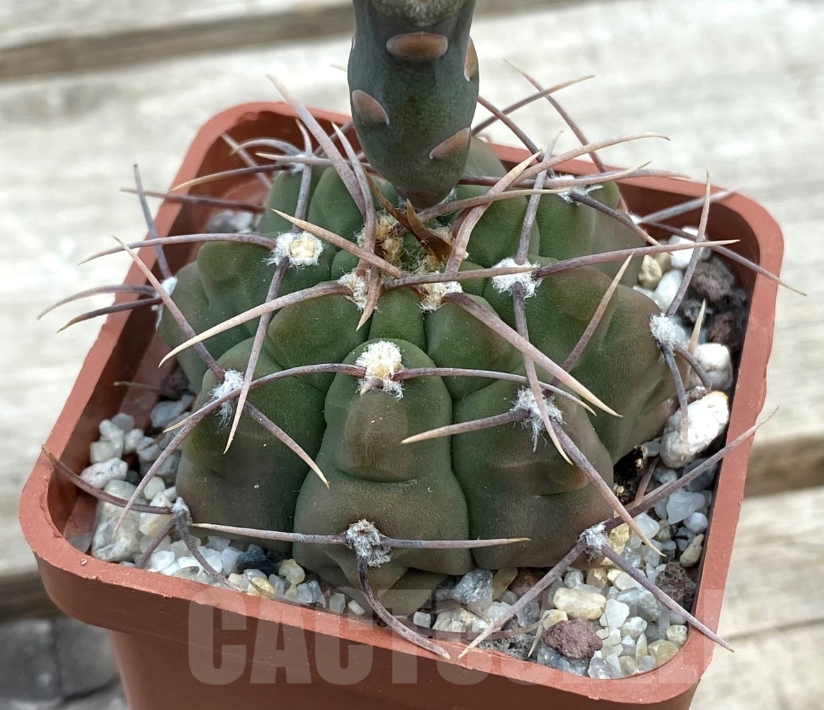 SHPR12854 Gymnocalycium vatteri - Зображення 2