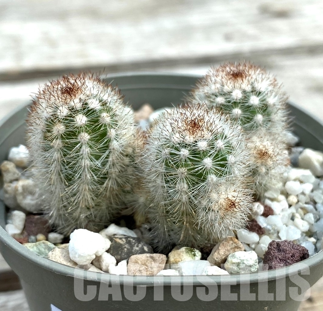 SHPR12856 Pygmaeocereus rowleyanus - Image 2