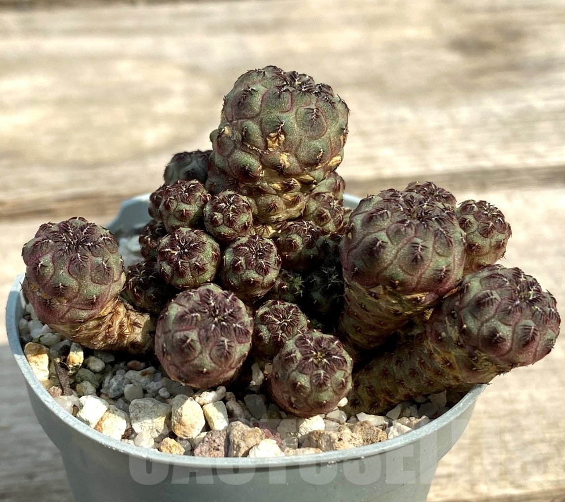 SHPR12857 Sulcorebutia rauschii