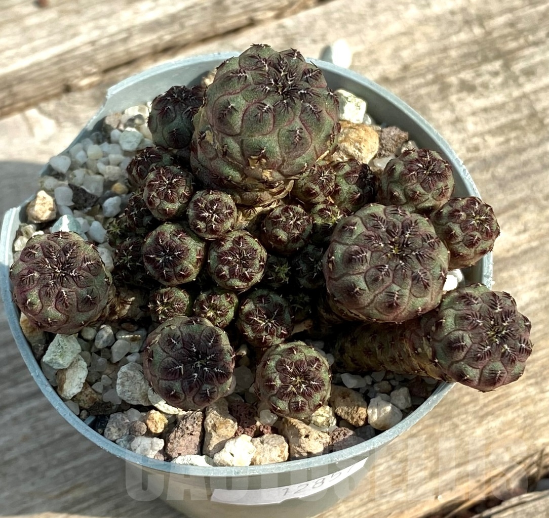 SHPR12857 Sulcorebutia rauschii - Image 2