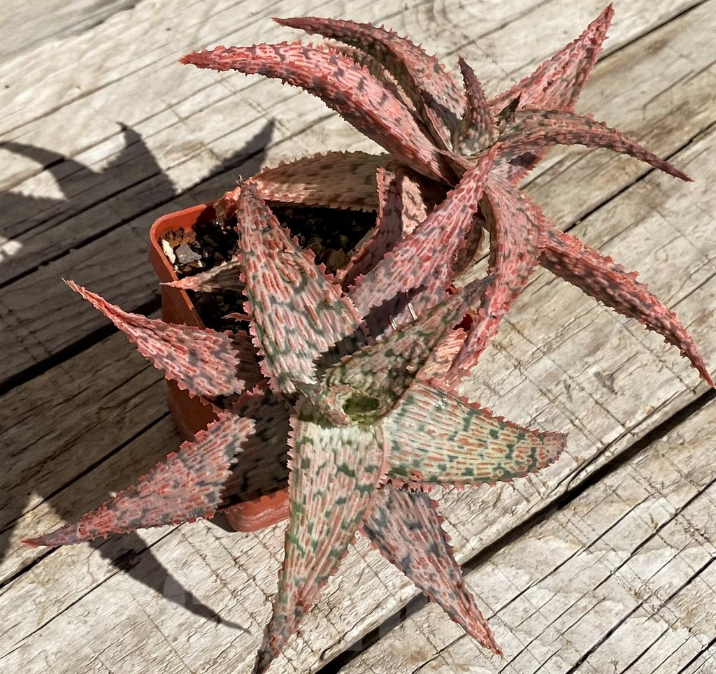 SH2903 Aloe hybrid - Image 3