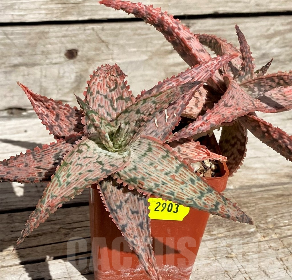 SH2903 Aloe hybrid - Image 2