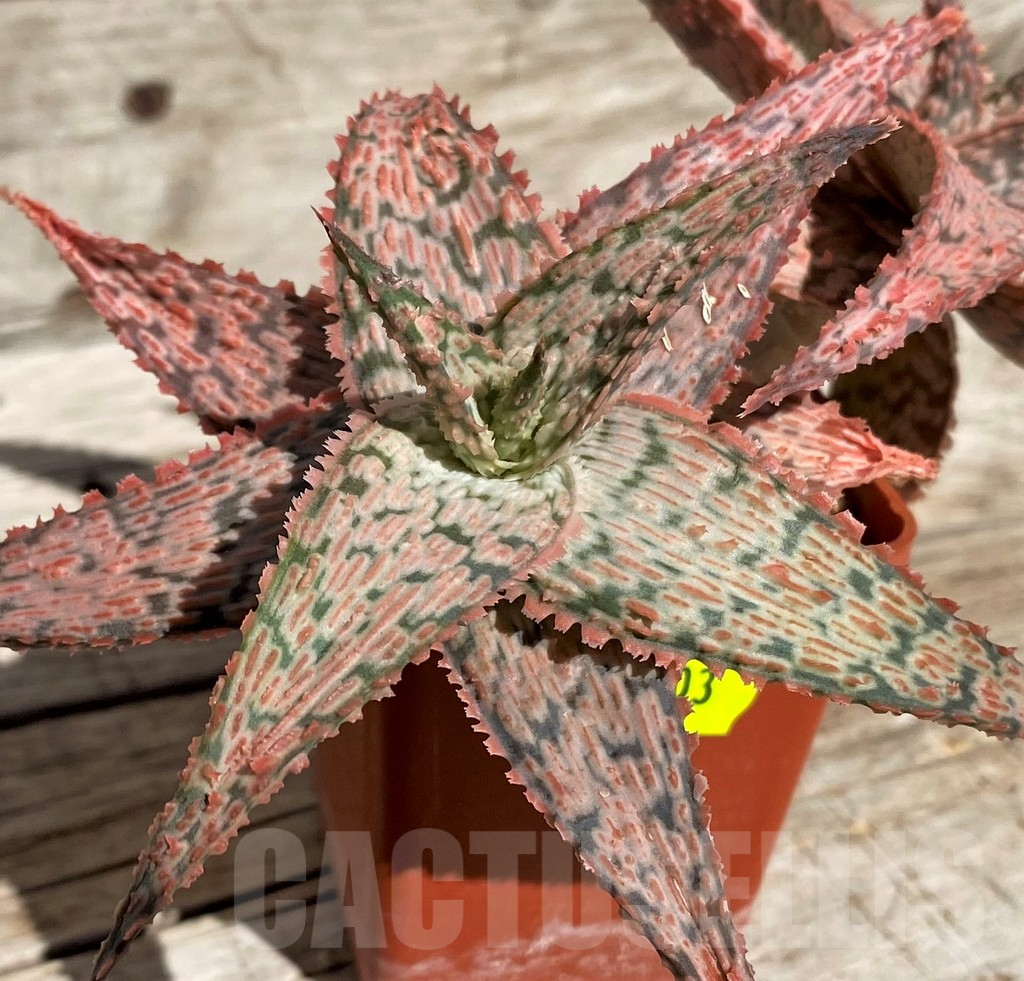 SH2903 Aloe hybrid