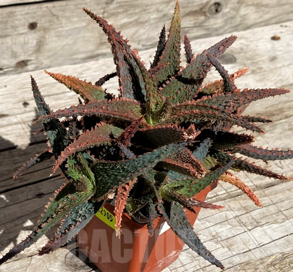 SH2905 Aloe 'Vito' x "Big pink wall" - Image 2