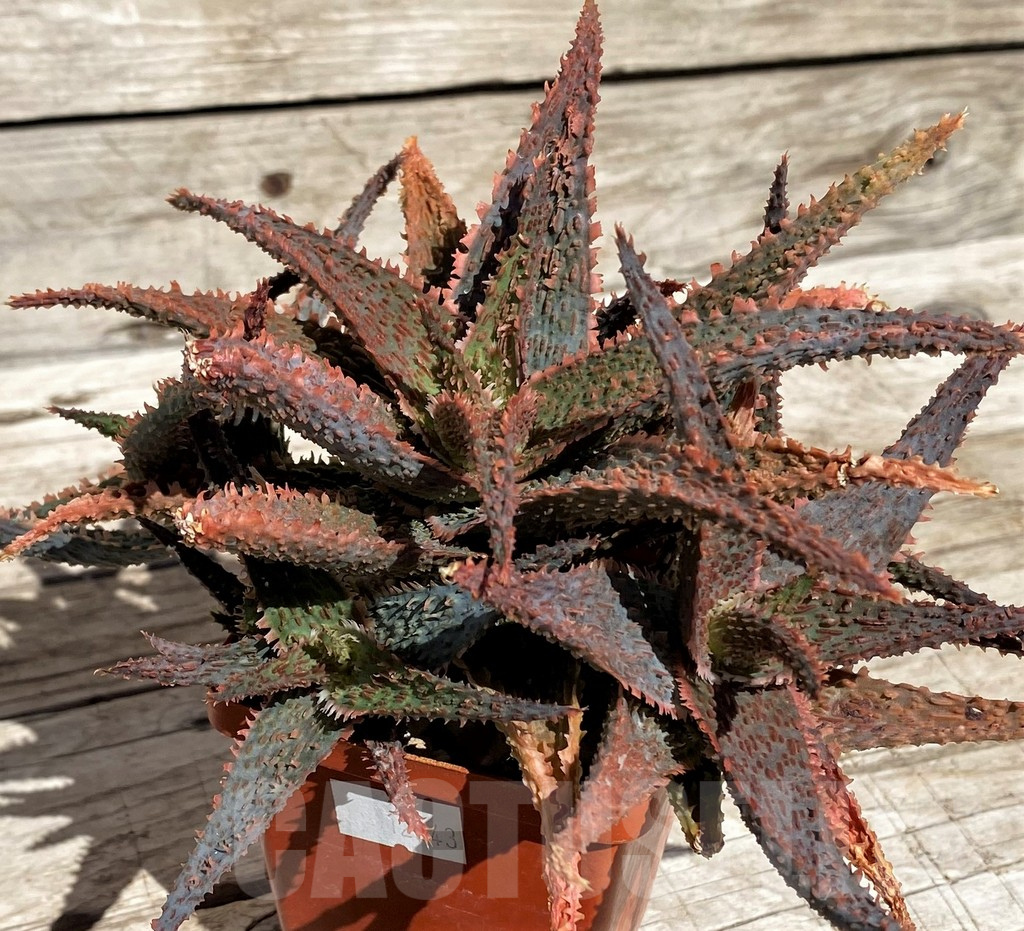 SH2905 Aloe 'Vito' x "Big pink wall"