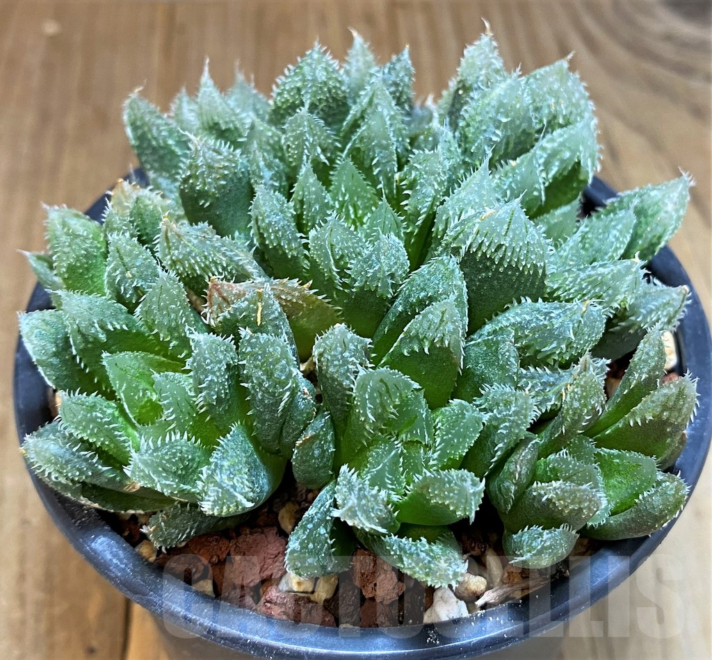 SH3384 Haworthia 'Chevagrii' - immagine 2