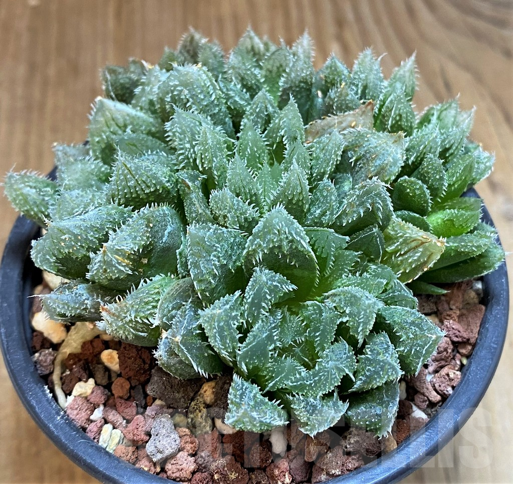 SH3384 Haworthia 'Chevagrii'