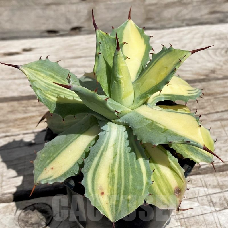 Agave potatorum✖️macroacantha【hybrid】230 Macroacantha X Potatorum Hybrid | agavekenal