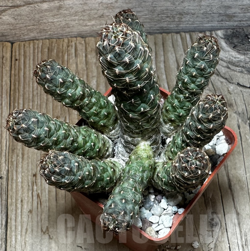 SHPR11907 Sulcorebutia tarabucoensis L 387 – Bild 2