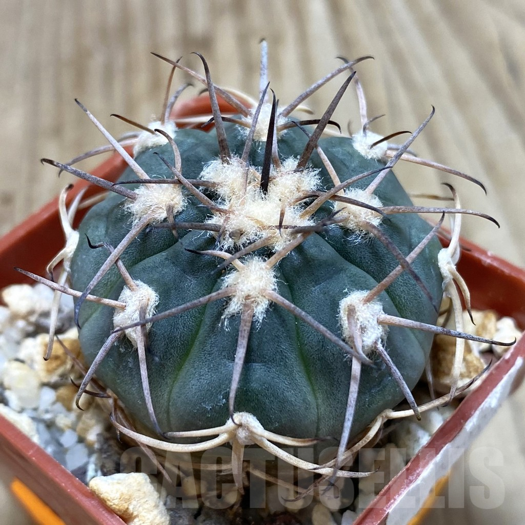 SH225 Gymnocalycium spegazzinii TOM 314/1