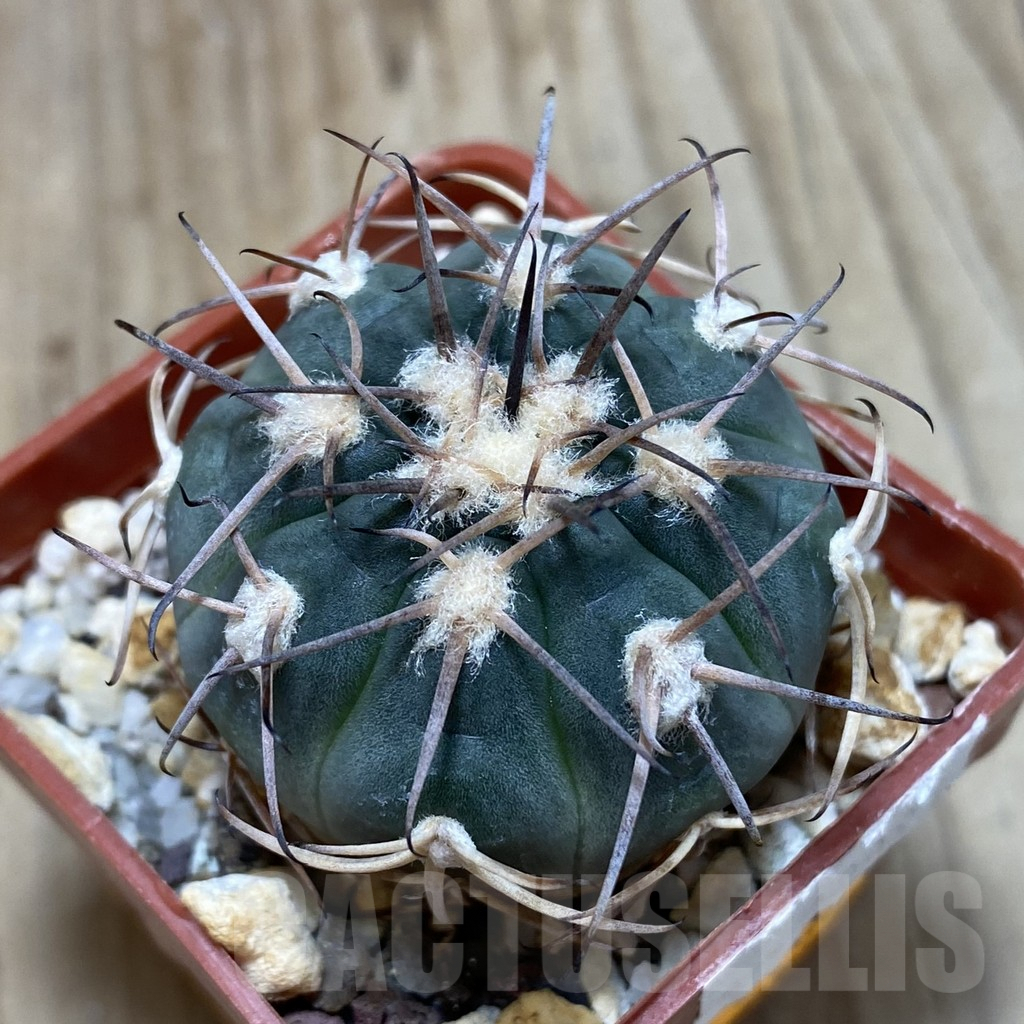 SH225 Gymnocalycium spegazzinii TOM 314/1 - Image 2