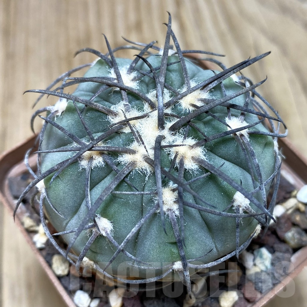 SH195 Gymnocalycium spegazzinii
