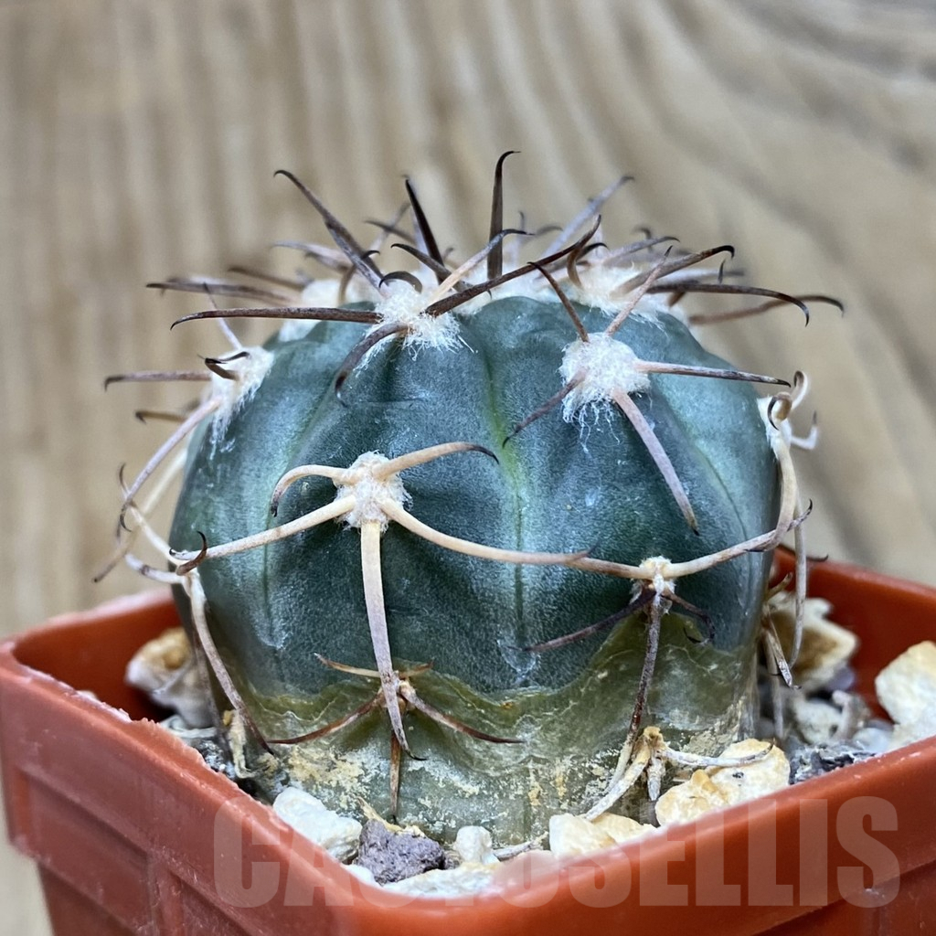 SH225 Gymnocalycium spegazzinii TOM 314/1 - Image 3