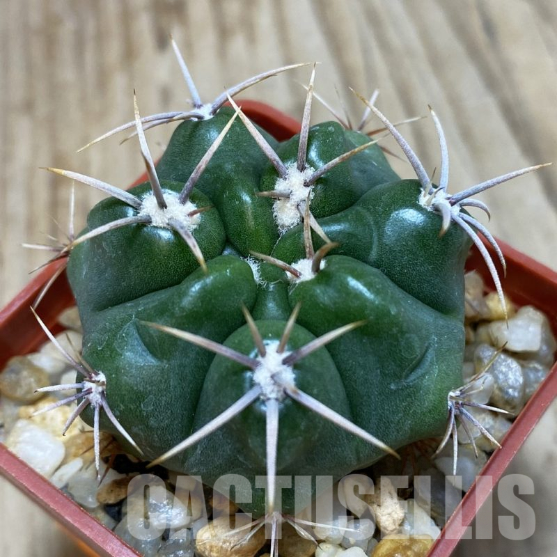 SH228 Gymnocalycium achirasense v. kainradliae LB 480
