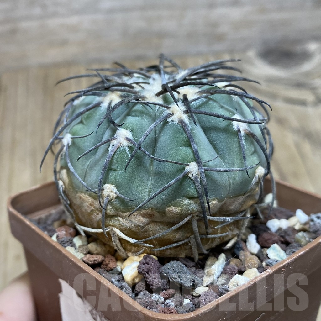 SH195 Gymnocalycium spegazzinii - Image 2