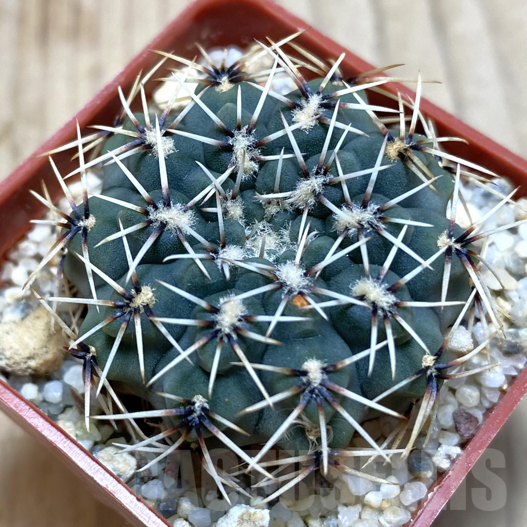 SH192 Gymnocalycium stellatum v. obductum, seedling