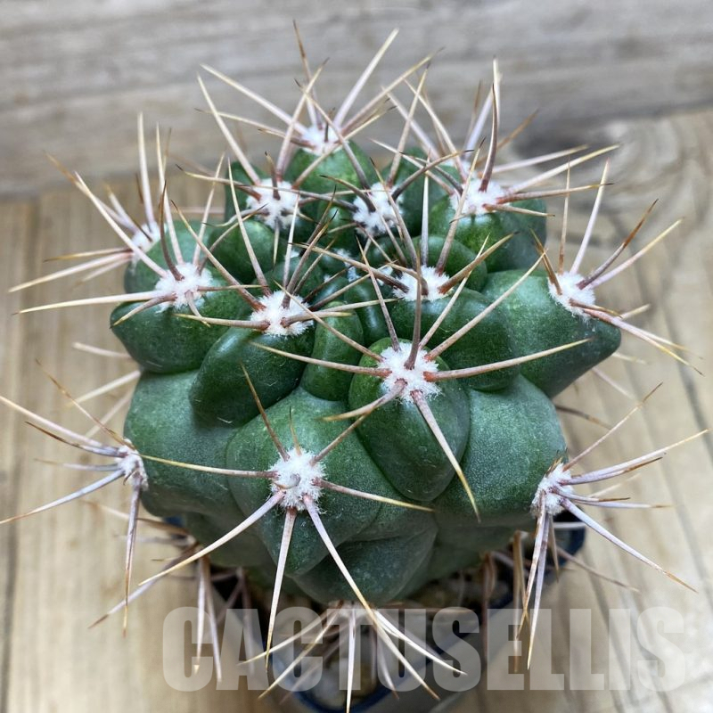 SH199 Gymnocalycium mostii, hard spines -Uritorco-