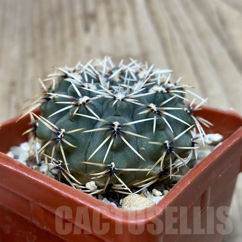 SH192 Gymnocalycium stellatum v. obductum, seedling - Image 2