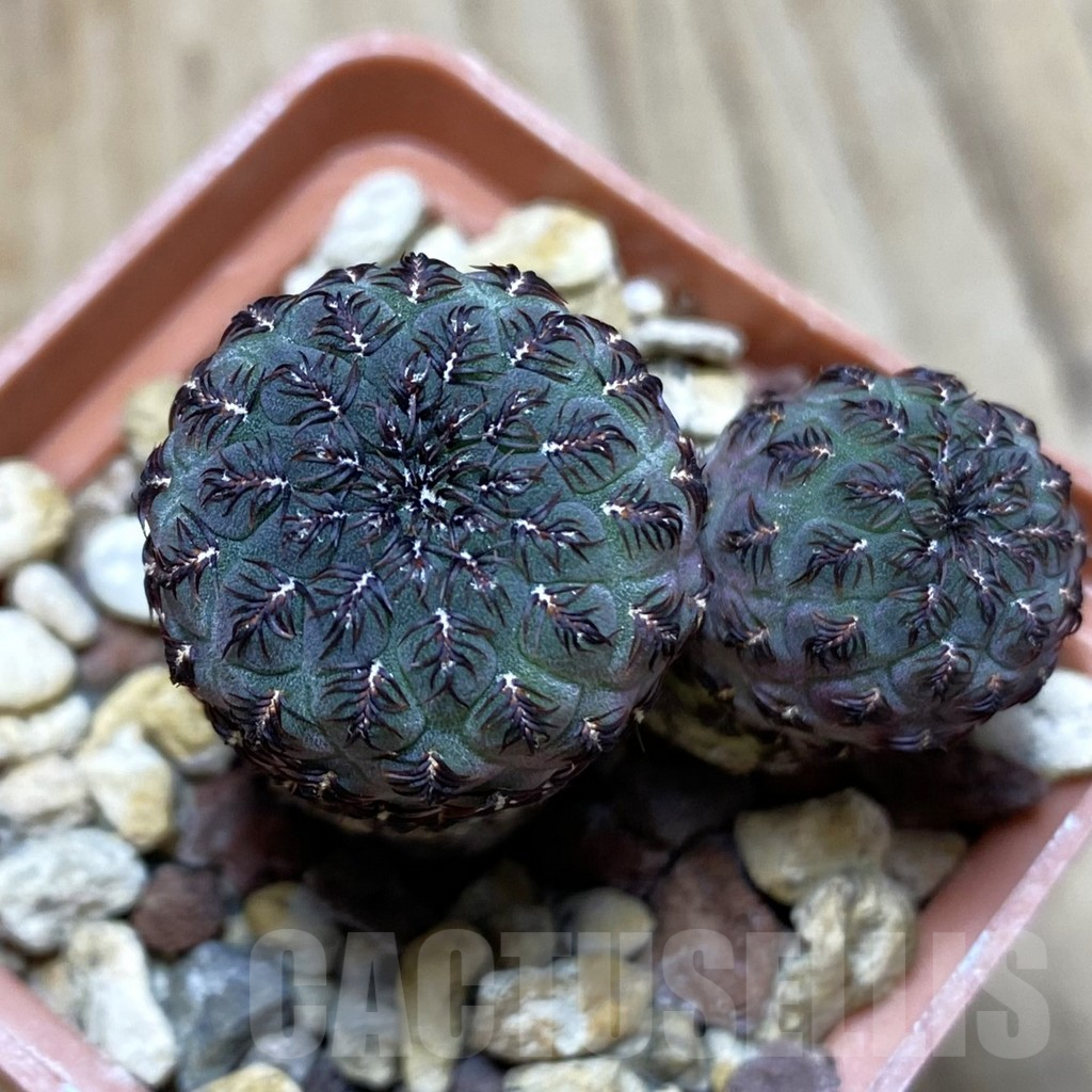 SH202 Sulcorebutia rauschii WR 189
