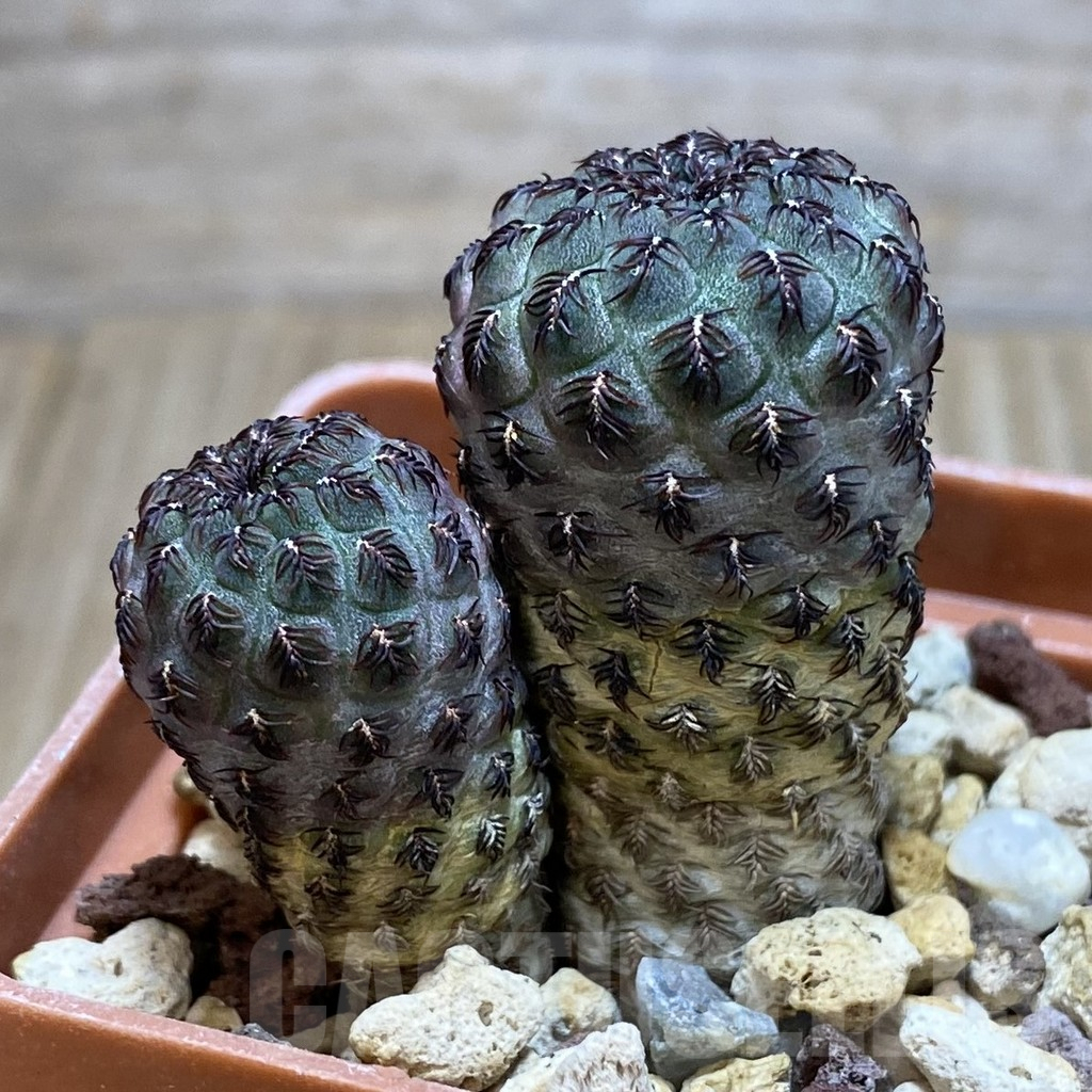 SH202 Sulcorebutia rauschii WR 189 - Image 2