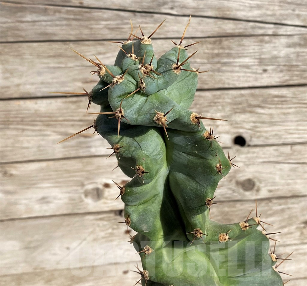 SH1451 Cereus 'Spiralis'