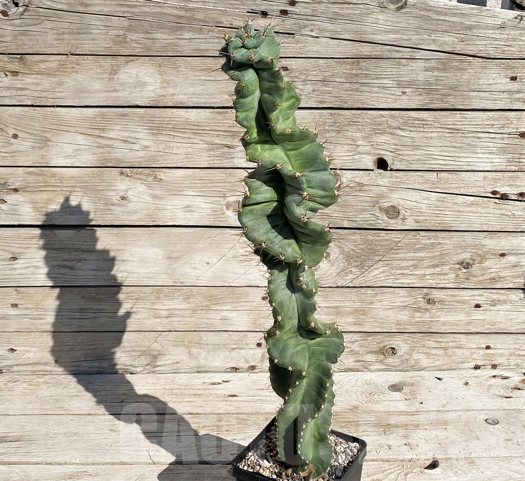 SH1451 Cereus 'Spiralis' - Imagen 2