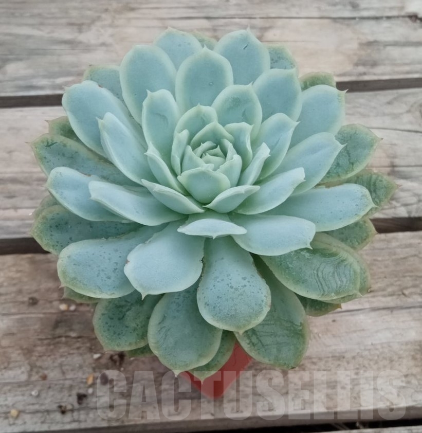 SHPR13690 Echeveria 'Raspberry Ice'