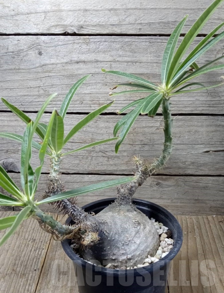 SHPR13728 Pachypodium rosulatum ssp. gracilius - Image 2