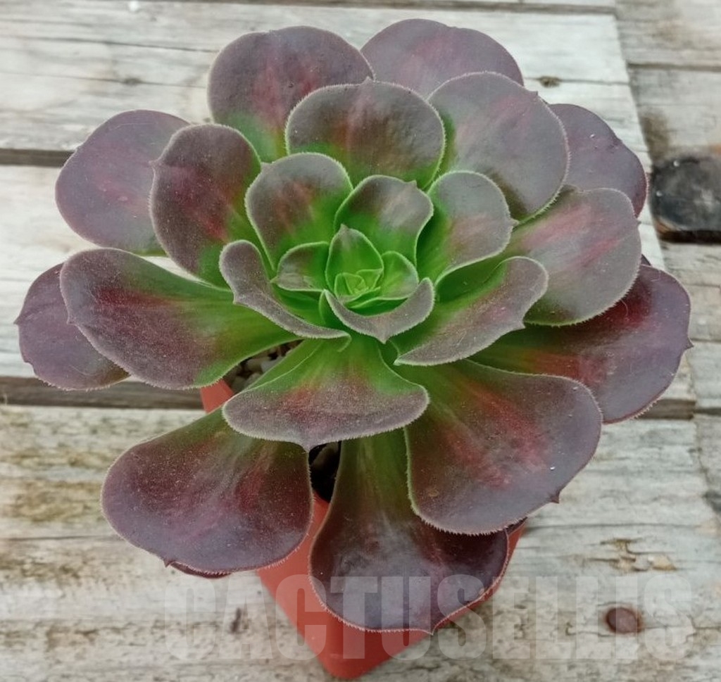 SHPR13666 Aeonium ‘Kilimanjaro’