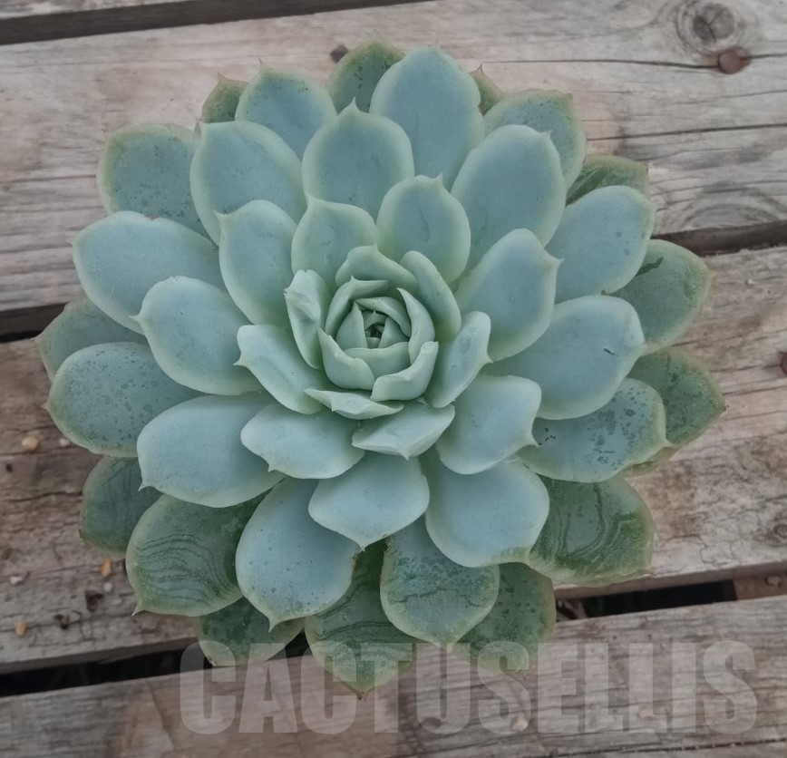SHPR13690 Echeveria 'Raspberry Ice' - immagine 2