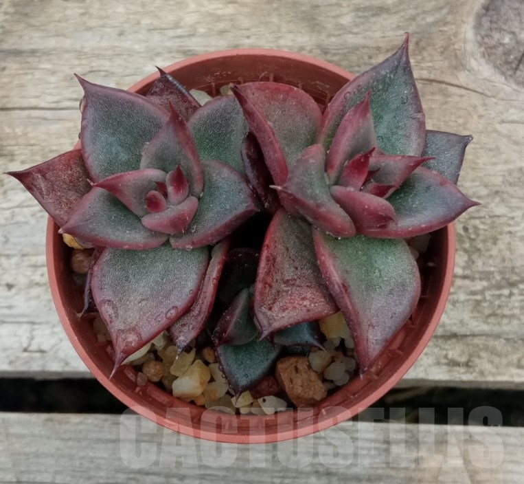 SHPR13714 ECHEVERIA AGAVOIDES EBONY X ROMEO 3 Heads - immagine 2