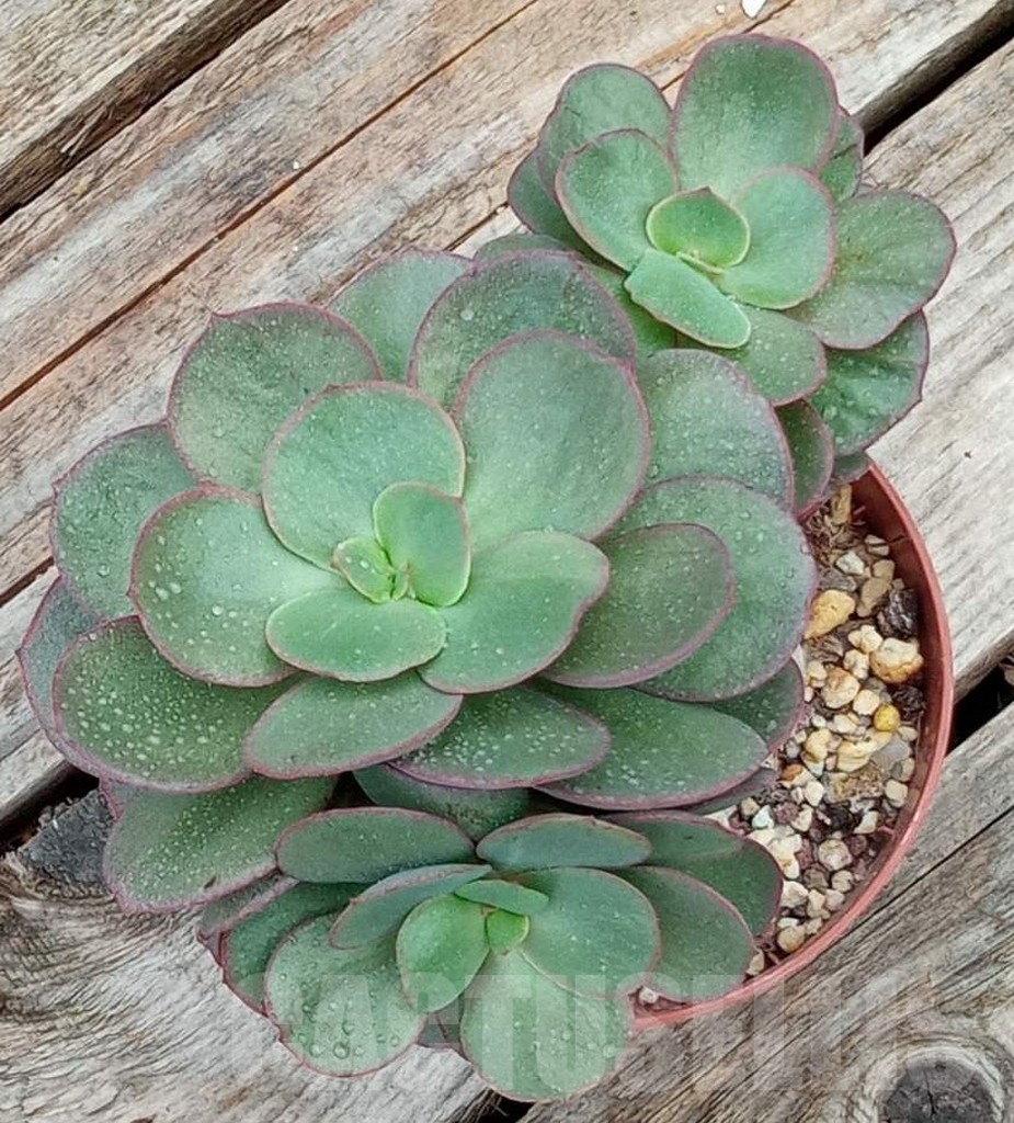 SHPR13646 Echeveria Suyon
