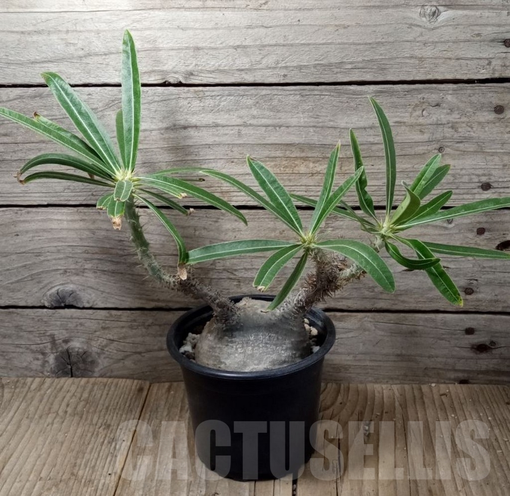 SHPR13728 Pachypodium rosulatum ssp. gracilius