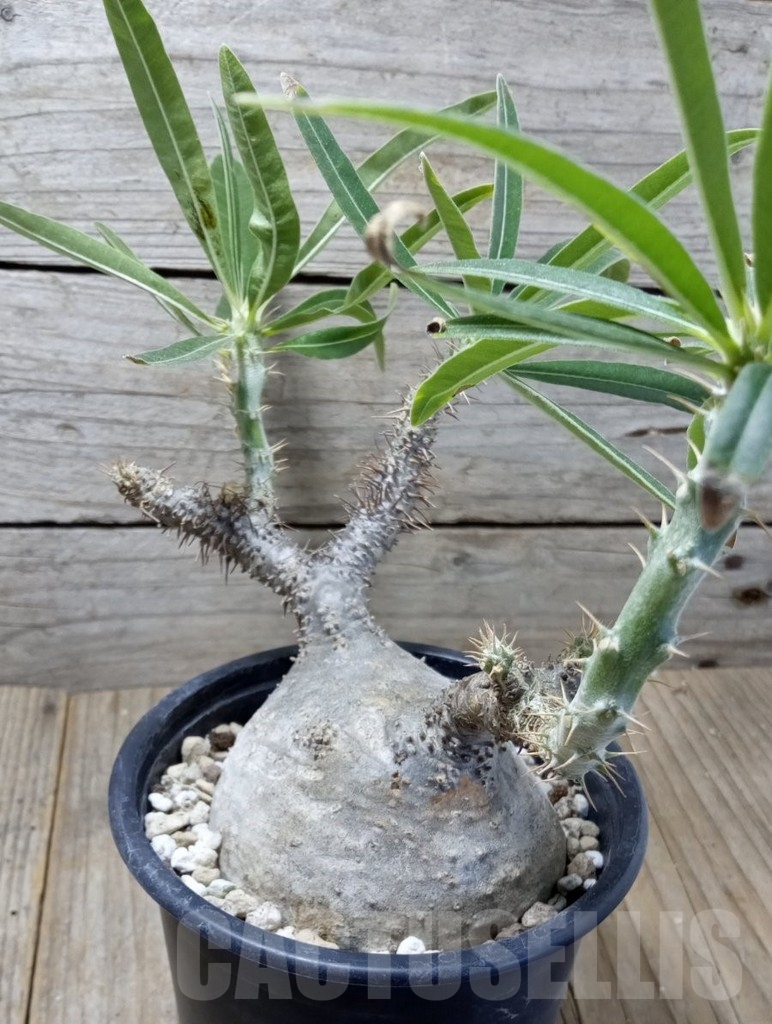 SHPR13728 Pachypodium rosulatum ssp. gracilius - Image 3