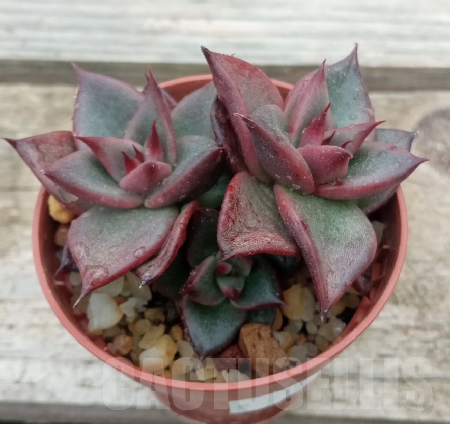 SHPR13714 ECHEVERIA AGAVOIDES EBONY X ROMEO 3 Heads