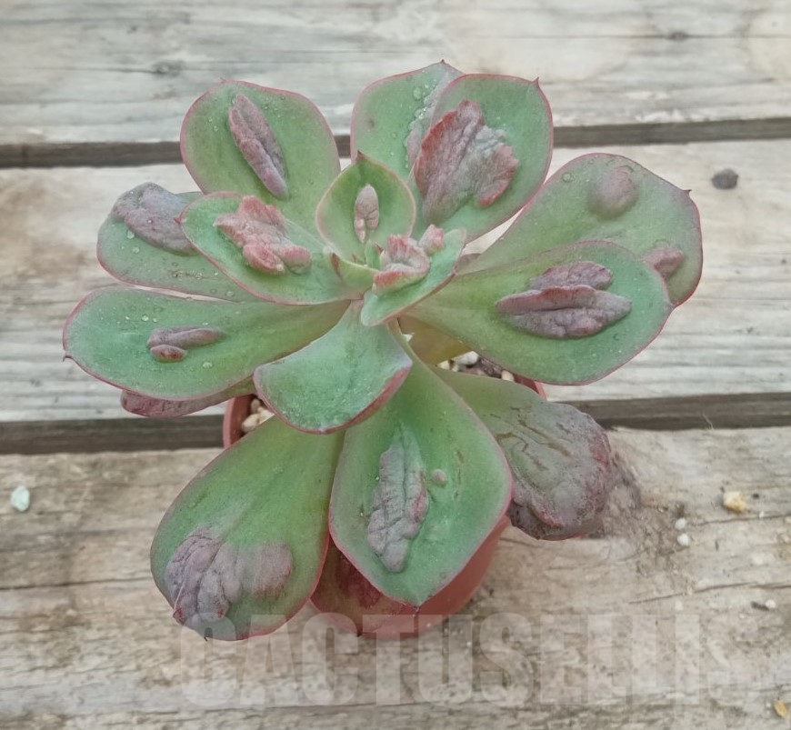 SHPR13713 Echeveria Baron Bold